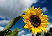 Nhật dùng cây hoa hướng dương khử xạ cho đất