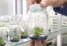 Kem chống nắng làm từ cây chịu được mùa hè Nam cực