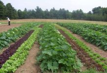 Xông hơi sinh học thay thế MBr trong nông nghiệp Xông hơi sinh học thay thế MBr trong nông nghiệp