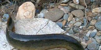 Nhân giống Chạch sông quý hiếm đạt kết quả tốt