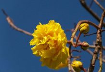 Mai hoa đăng – loài hoa đẹp gây “sốt” ở Việt Nam Mai hoa đăng - loài hoa đẹp gây "sốt” ở Việt Nam