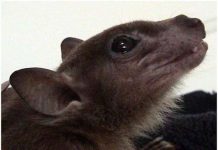 Phát hiện virus chết người có ở trong dơi