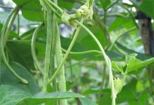 Cách trồng cây đậu đũa an toàn cho hộ gia đình