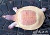Tìm thấy một con rùa mai trắng đặc biệt