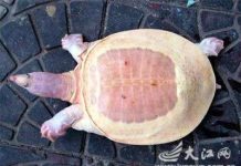 Tìm thấy một con rùa mai trắng đặc biệt Tìm thấy một con rùa mai trắng đặc biệt