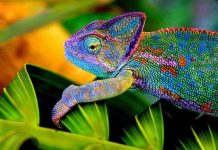 Tắc kè hoa bị mù có thể thay đổi màu sắc hay không?
