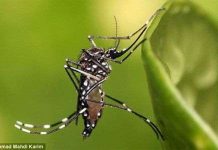 Đột phá mới giúp “tiêu diệt” muỗi trên phạm vi rộng Đột phá mới giúp "tiêu diệt" muỗi trên phạm vi rộng