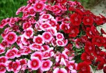 Phát triển nông nghiệp ứng dụng công nghệ cao Phát triển nông nghiệp ứng dụng công nghệ cao