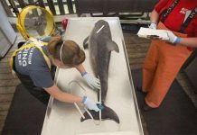 Virus sởi có thể là nguyên nhân cá heo chết ở Mỹ