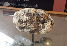 Đổi đời nhờ nhặt được chất thải của cá nhà táng trị giá 10.000 USD