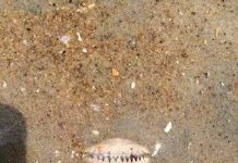 Cá răng nhọn phóng điện ngửa mặt chờ mồi trên cát Cá răng nhọn phóng điện ngửa mặt chờ mồi trên cát