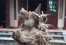 Xôn xao củ khoai vạc rồng "khủng" nặng 73kg ở Nghệ An