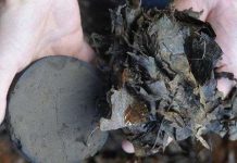 Công nghệ đặc biệt biến lá cây thành than sau vài giờ