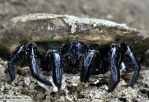 Loài nhện có khả năng kinh dị mà giờ khoa học mới phát hiện ra