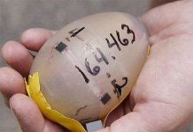 Ấp chim bằng trứng điện tử