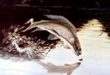 Vật thể sống và vật thể không sống có tuân theo những quy luật giống nhau?