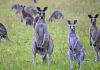 Australia kêu gọi người dân ăn thịt kangaroo