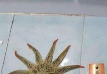 Bất ngờ phát hiện sao biển "khủng" có tới 12 cánh