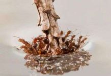 Làm việc theo nhóm giúp kiến lửa thoát chết trong lũ lụt