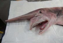 Cá mập yêu tinh sa lưới ngư dân Cá mập yêu tinh sa lưới ngư dân