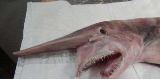 Cá mập yêu tinh sa lưới ngư dân