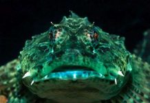 Cận cảnh những “quái vật biển” còn đáng sợ hơn cả cá mập Cận cảnh những "quái vật biển" còn đáng sợ hơn cả cá mập