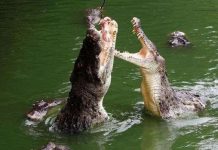 Mưa lớn giúp hàng vạn cá sấu sổng chuồng