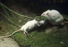 Chú chuột dũng cảm bóp cổ rắn cứu bạn