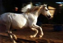 Bí mật của loài ngựa chạy nhanh Bí mật của loài ngựa chạy nhanh