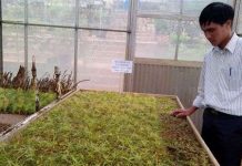 Đà Lạt: nhân giống thông cổ hai lá dẹt