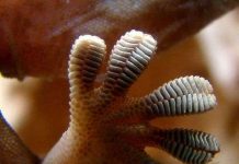 Giải mã cơ chế chống trượt của bàn chân tắc kè