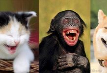 Hỏi lạ: Động vật có biết cười như con người không?