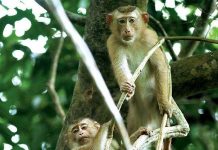 Thảm hoạ gia đình khỉ