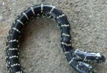 Bắt được rắn 2 đầu trong lúc làm vườn