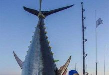 Cô bé bắt gọn cá ngừ khổng lồ nặng 280kg Cô bé bắt gọn cá ngừ khổng lồ nặng 280kg