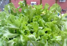 Cách trồng rau xà lách sạch trong thùng xốp