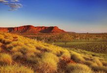 Phát hiện một loại cỏ có vị giống... khoai tây chiên