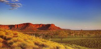 Phát hiện một loại cỏ có vị giống... khoai tây chiên