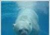 Gấu Bắc cực và hiện tượng trái đất nóng lên