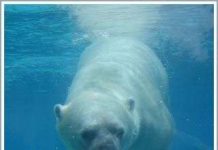 Gấu Bắc cực và hiện tượng trái đất nóng lên Gấu Bắc cực và hiện tượng trái đất nóng lên