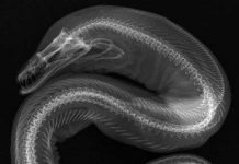 Bên trong cơ thể cá