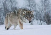 Chó nhà có nguồn gốc từ sói Châu Âu