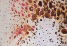 Cận cảnh cơ chế đổi màu tuyệt đẹp của làn da loài mực