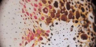 Cận cảnh cơ chế đổi màu tuyệt đẹp của làn da loài mực