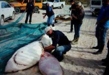 Bí ẩn chưa có lời giải về những con cá mập trắng bị moi gan, móc tim trong năm 2017