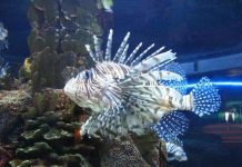 Biến sinh vật xâm lấn thành món đặc sản