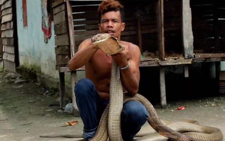 Hổ mang chúa dài 4 mét ốm nặng khi cắn phải dị nhân Indonesia