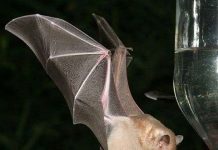 Dơi cũng phát triển hình thái ngôn ngữ khác nhau Dơi cũng phát triển hình thái ngôn ngữ khác nhau