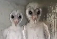 Hoảng hốt phát hiện chim ngoài hành tinh ở Ấn Độ? Hoảng hốt phát hiện chim ngoài hành tinh ở Ấn Độ?