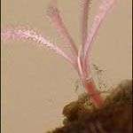 Phát hiện loài sâu biển mới Phát hiện loài sâu biển mới